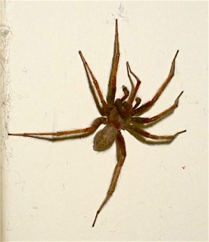 Spider.jpg
