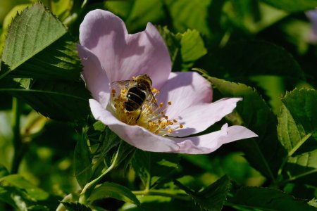 IMG_1217 crop.jpg