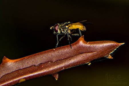 A6405984-f.jpg
