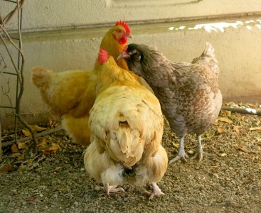 chixpeck7.11.24.jpg