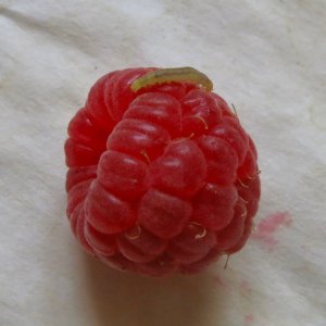 raspblarva7.12.24.jpg