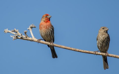 2133 Ash Canyon, AZ-House Finch (M & F).jpg