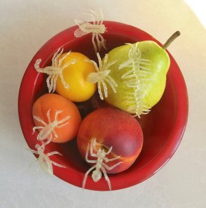 bugsfruit7.14.24.jpg