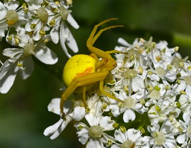 YellowSpider.jpg