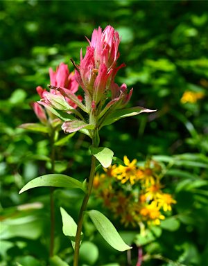 IndianPaintBrush_0493.jpg