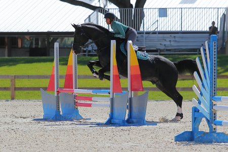 JR_HORSE5.JPG