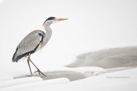 20120203_082_1600px.jpg
