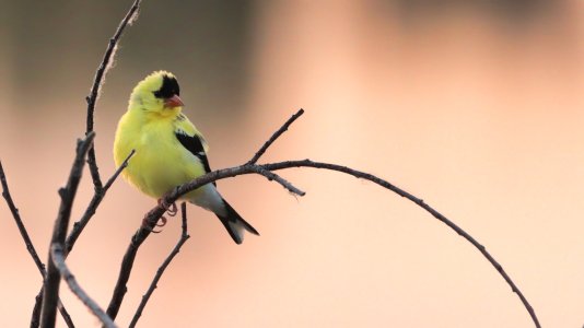 IMG_0616-ISO4000_1920.jpg IMG_0616-ISO4000_1920.jpg