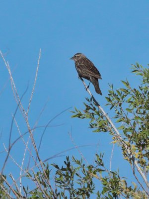 IMG_6519-ISO8000_1920.jpg IMG_6519-ISO8000_1920.jpg