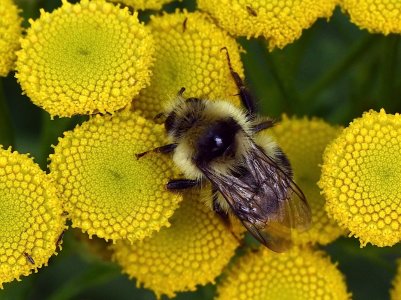 Bee_0755.jpg