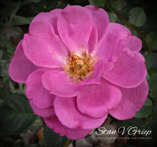 LavenderDelight081924_SVGmrose0031Signed.JPG