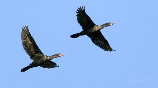 20240826_Birds_McMinns_Pippan_18-Enhanced-NR.jpg