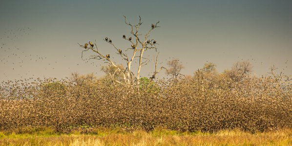 Quelea flock.JPG Quelea flock.JPG