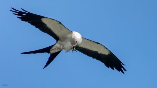 C20210726 - Swallow Tail Kite having a snack while in flight.jpg