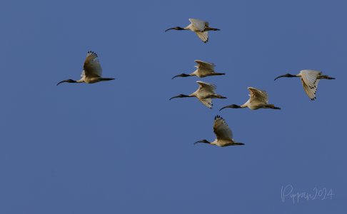 20240827_Birds_HarrisonDam_Pippan_21.jpg