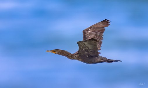 2X8A0311-Edit as Smart Object-3 copy.jpg