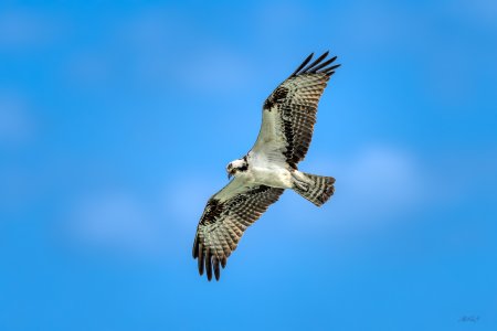 20240213 Osprey with his eye on the prize.jpg