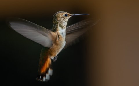 2629 Ash Canyon, AZ-Rufous (J).jpg