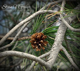 PonderosaPineDelight041324_SVGntur03_VB.JPG PonderosaPineDelight041324_SVGntur03_VB.JPG