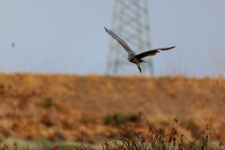 FoP-20240830-R5II-553A2691.jpg