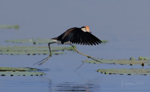20240904_Birds_Corroboree-Marrakai_Pippan_2948.jpg