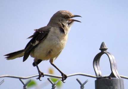 mocking bird3.jpg