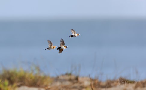20240906_Mannikins_CasuarinaBeach_Pippan_217-Enhanced-NR.jpg