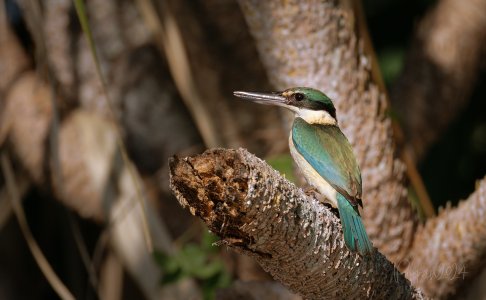 20240904_Birds_Corroboree-Marrakai_Pippan_3073.jpg