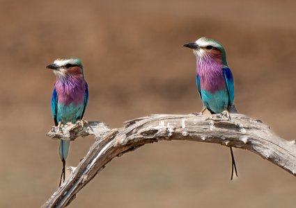 Lilac Breasted Rollers.JPG