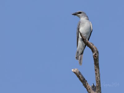 20240904_Birds_Corroboree-Marrakai_Pippan_3527.jpg
