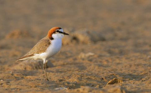 20240908_Shorebirds_LeePt_Pippan_554-Enhanced-NR.jpg