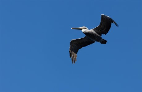 Pelican 4.jpg