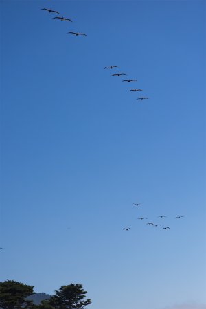 Pelican Squadron.jpg