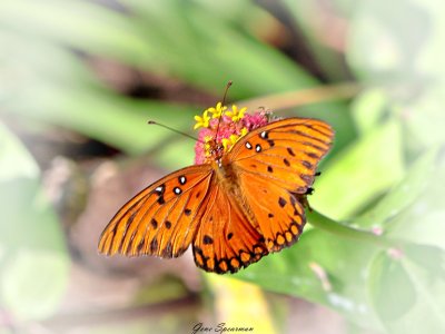 IMG_0239.JPG