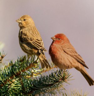 finch (1 of 1) (1)-topaz-enhance-1.6x-sharpen-color.jpg