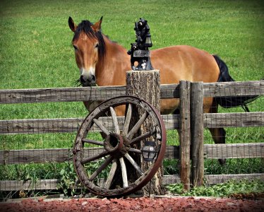 HorsePoseWW0318_SVGAPx.jpg