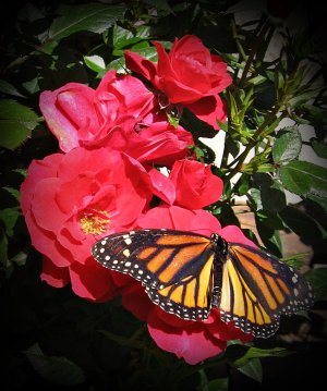 ButterflyRedRose0919_SVGBP.JPG