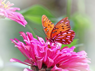 IMG_0316.JPG