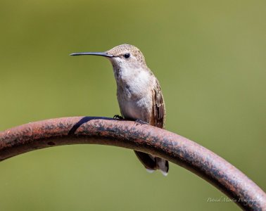 hummer in the light.jpg