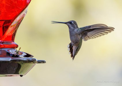 hummer halted approach.jpg