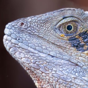 R5m2 R5M20350 Crop 1600 FR.jpg