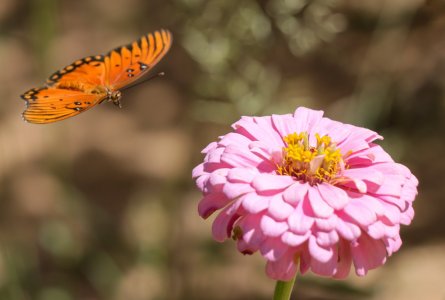butterfly flower.JPG