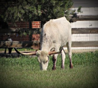 LonghornSteerWhite092324_SVGcatl0052.JPG