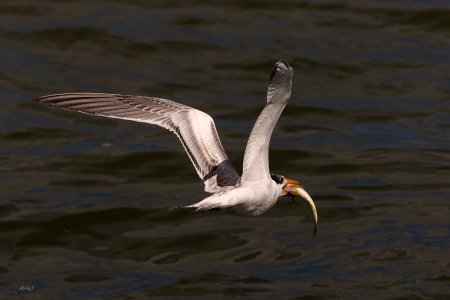 S20240924 Tern Doing a Little Fishing_.jpg