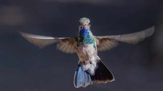 2818 Ash Canyon, AZ-Broad-billed (M).jpg