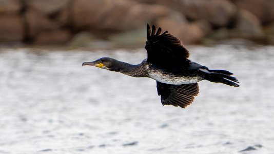 B6704152-ARW_DxO_DeepPRIMEXD-topaz-denoise.jpg