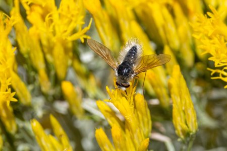 BeeFly-240924-2.jpg