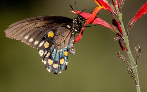 3092 Ash Canyon, AZ-Pipevine Swallowtail.jpg