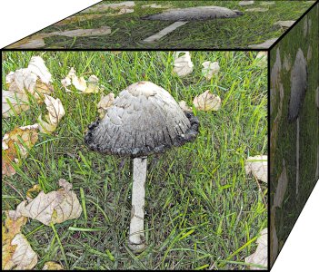 Mushroom_GnomeTree_093022_SVGMEX_CP_BoxR.JPG