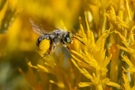 Bee-240927.jpg